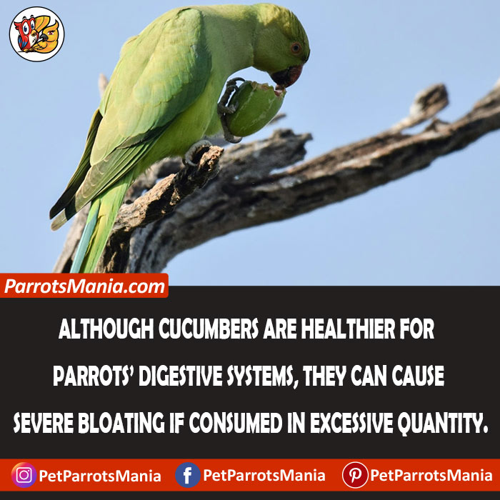 cumbers are healthier for parrots