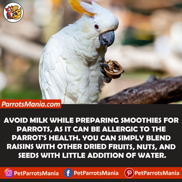 drawbacks Of Raisins For Parrots