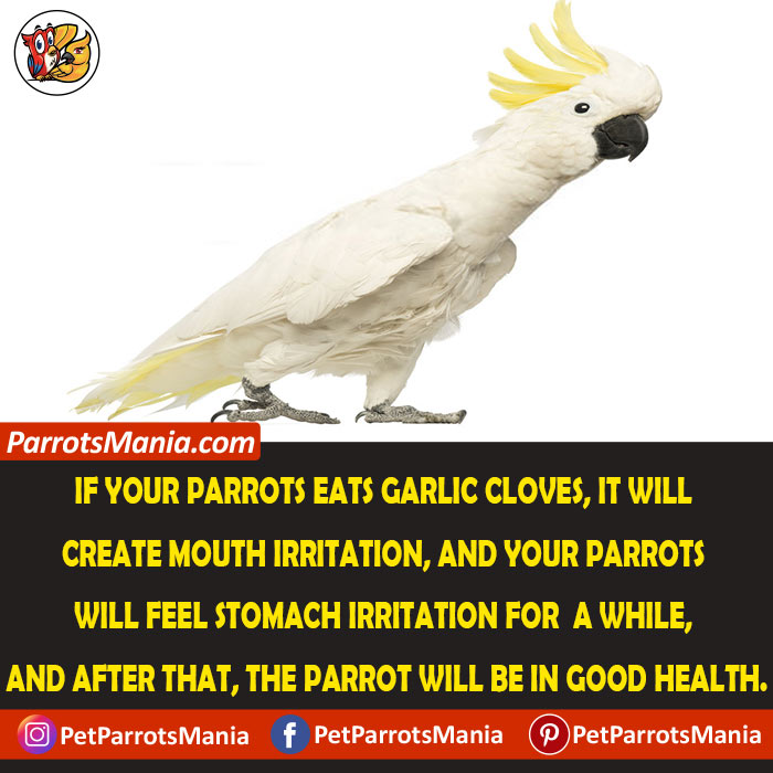 nutrient in cloves for parrots