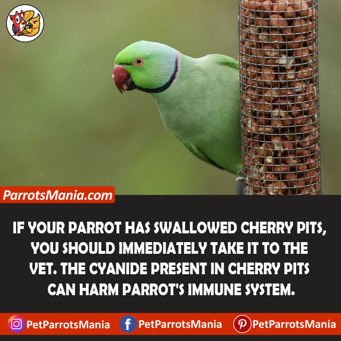 parrot has swallowed cherry pits