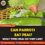 Can parrots eat peas?