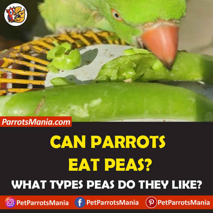 parrots eat peas