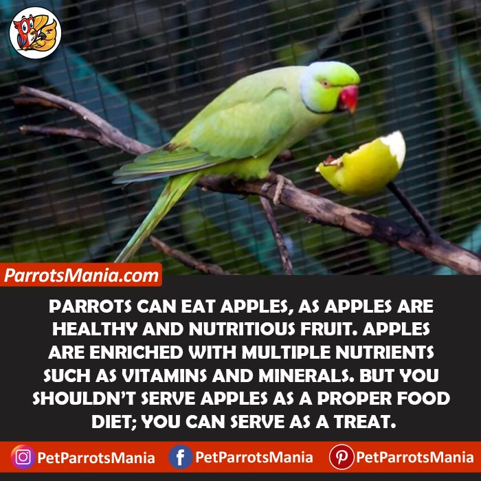 Apple For Parrots