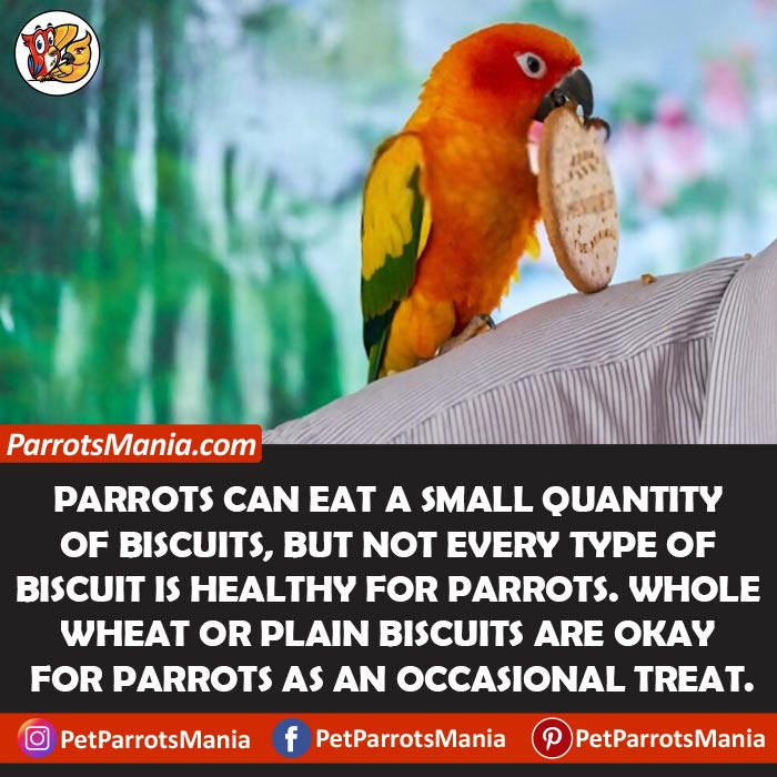 Biscuits For Parrots