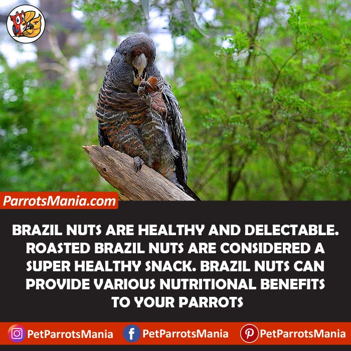 Brazil Nuts For Parrots