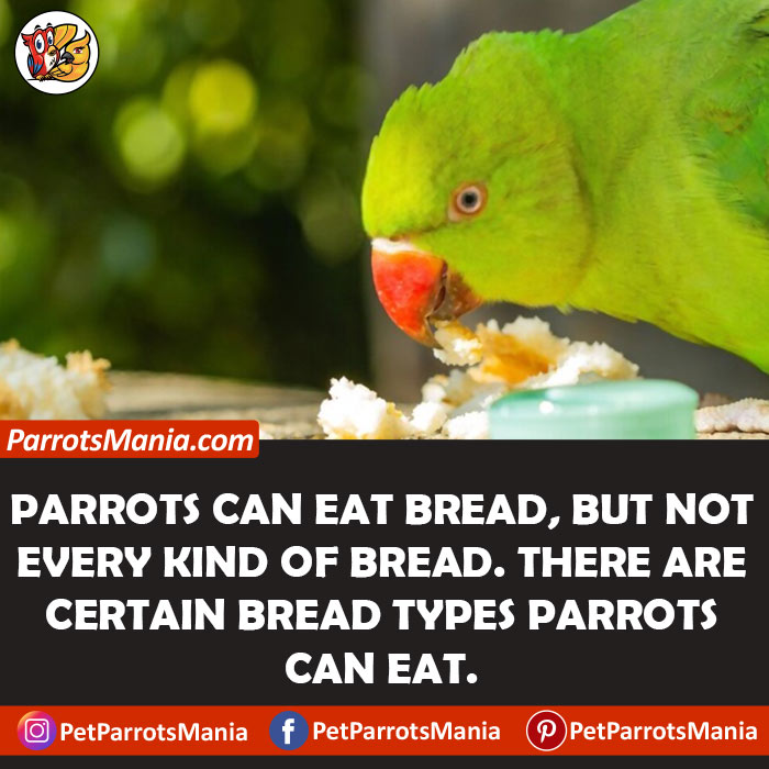 Bread For Parrots