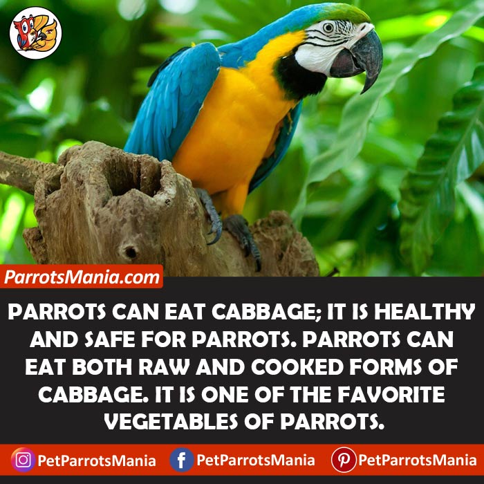 Cabbage-For-Parrots