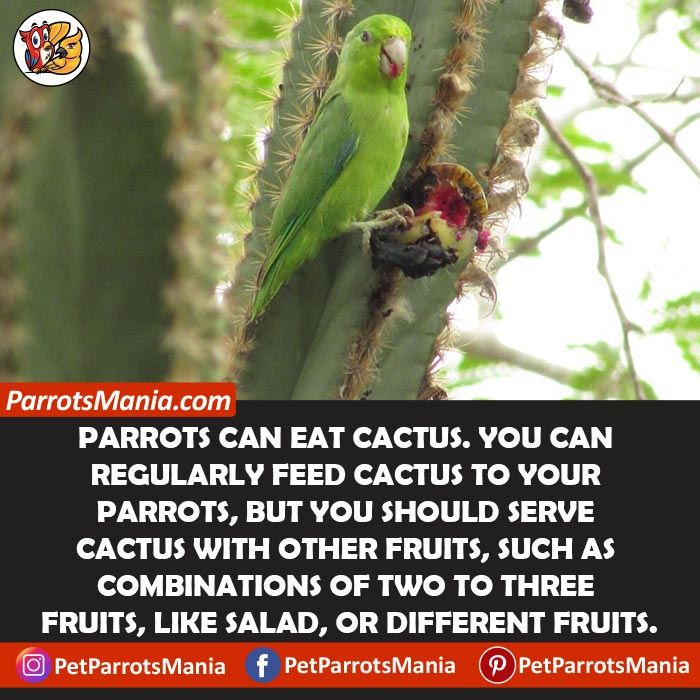 Cactus For Parrots