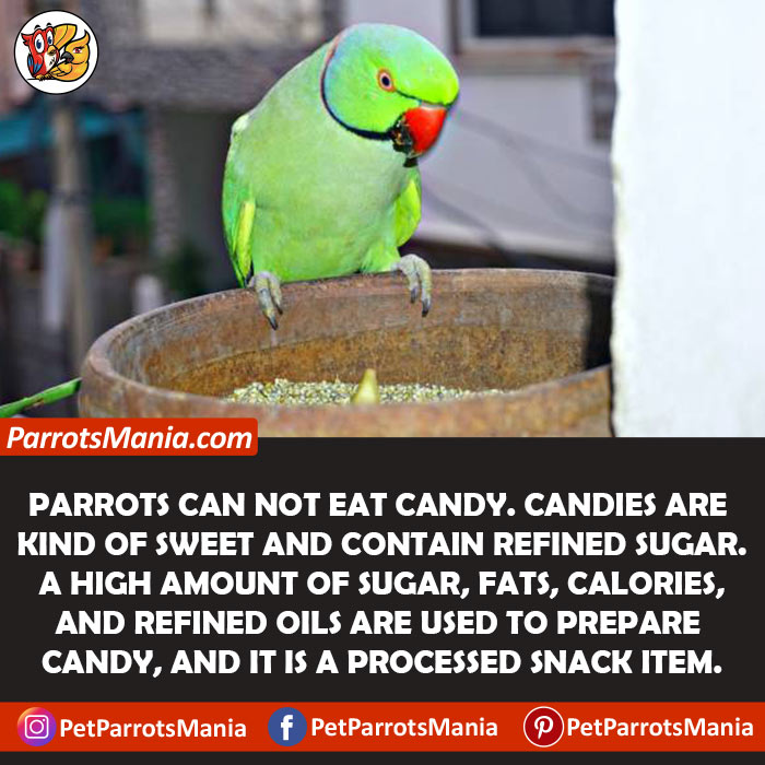 Can Parrots Eat Candy