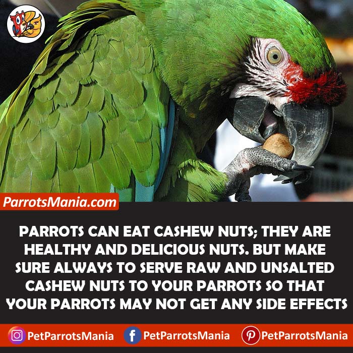 Can Parrots Eat Cashew Nuts