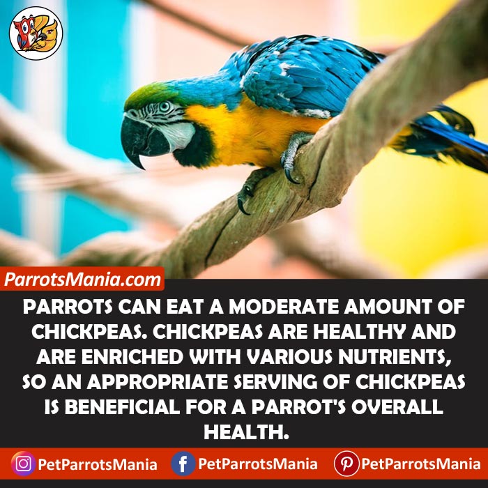 Can Parrots Eat Chickpeas