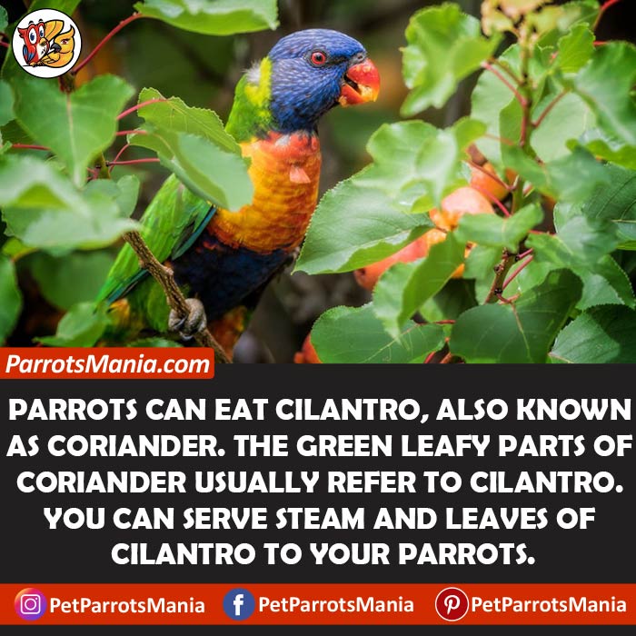 Can Parrots Eat Cilantro