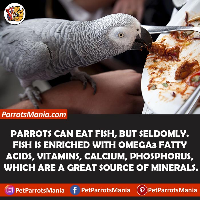 Can Parrots Eat Fish