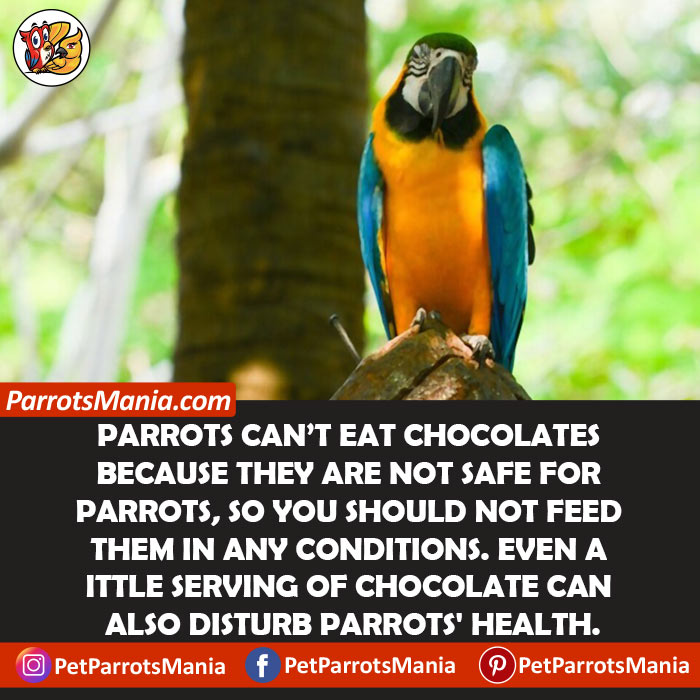Can Parrots Eat White Chocolate