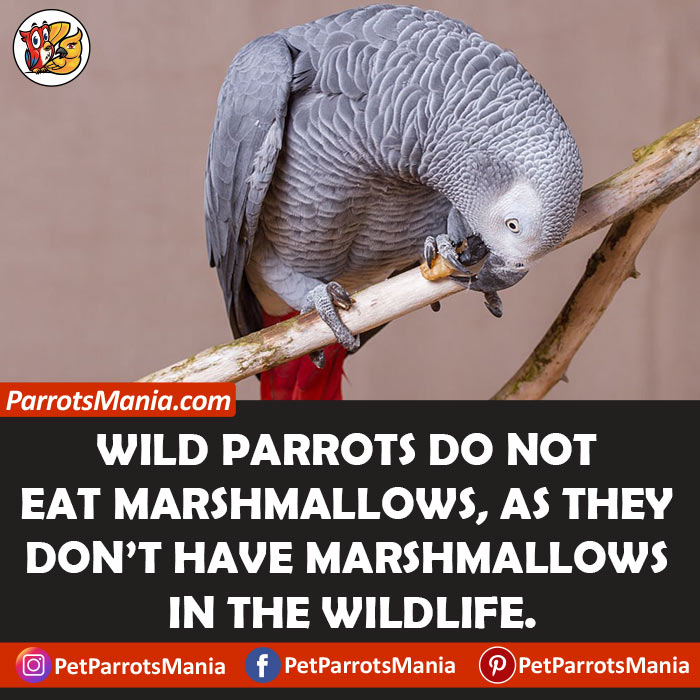 Can Wild Parrots Eat Marshmallows