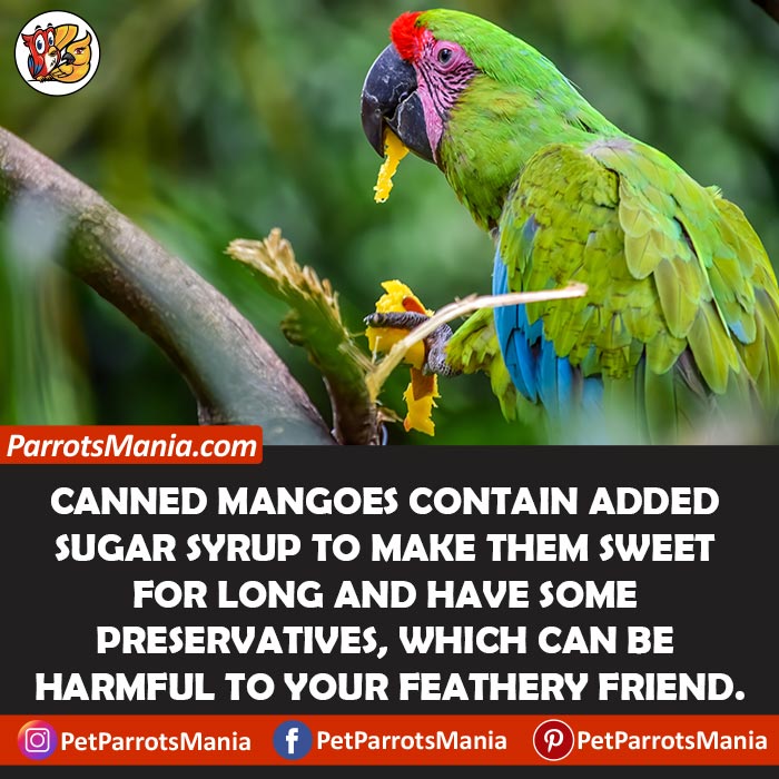 Canned Mangoes for parrots