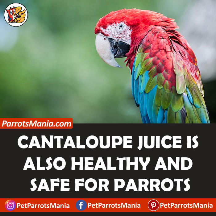 Cantaloupe Juice for parrots