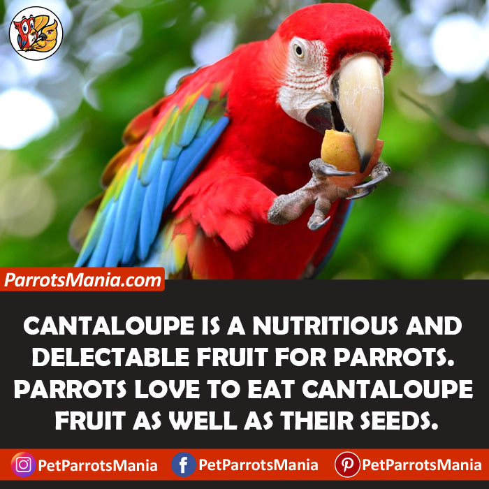 Cantaloupe Parrots Eat