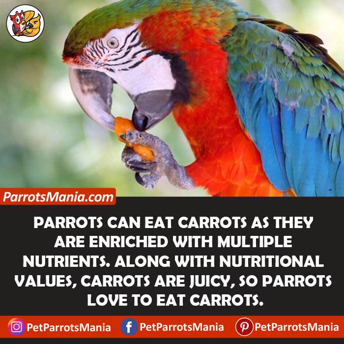 Carrots For Parrots