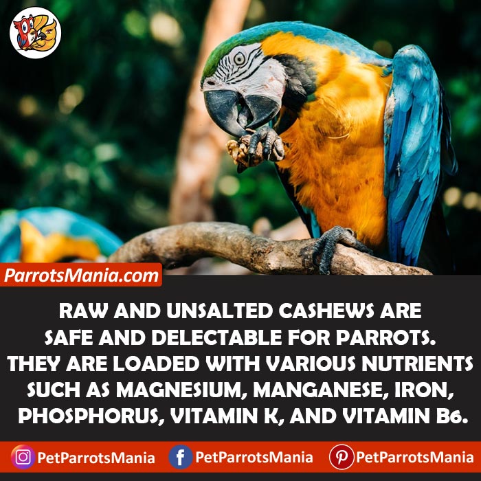 Cashews for parrots