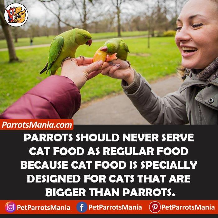 Cat Food For Parrots