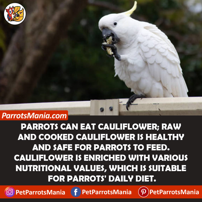 Cauliflower For Parrots