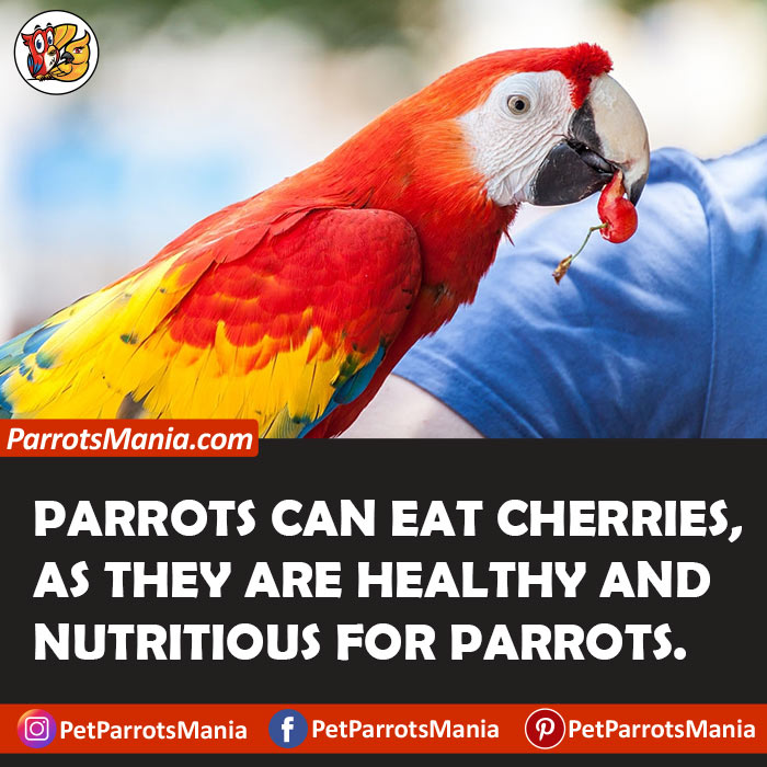 Cherries For Parrots