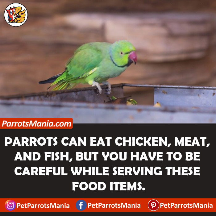 Chicken, Meat, And Fish For Parrots
