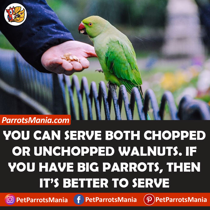 Chop Or Unchopped Which Is Better For Parrots