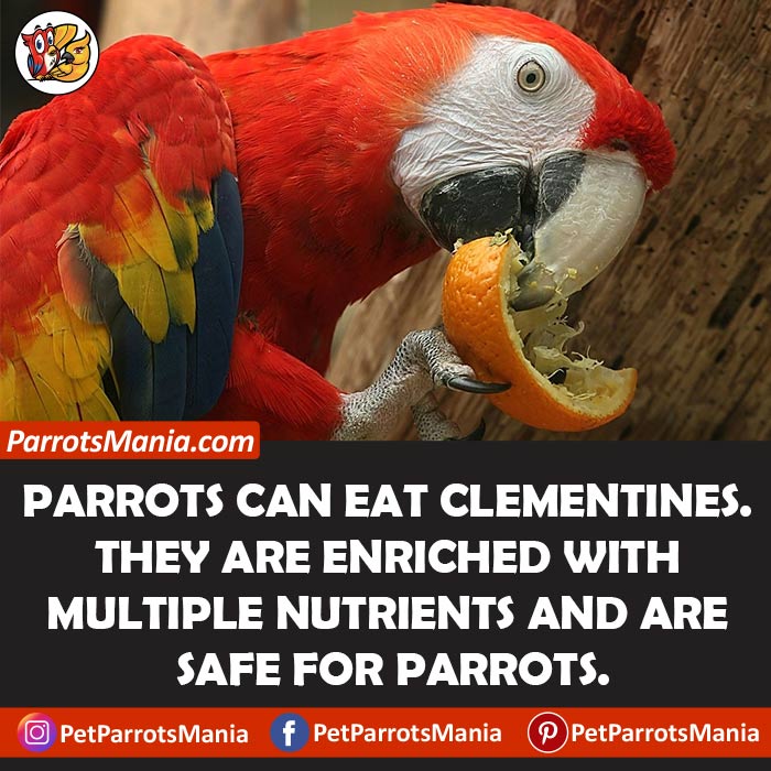 Clementines For Parrots