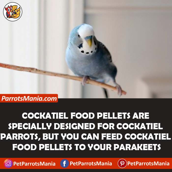 Cockatiel Food