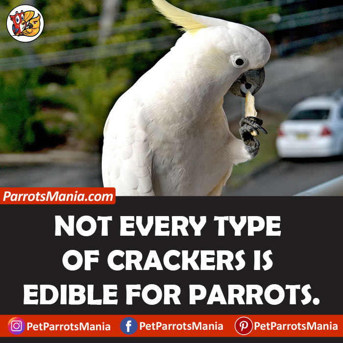 Crackers For Parrots
