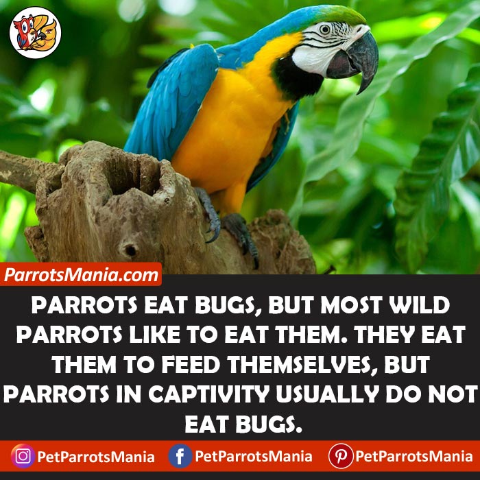 Do Parrots Eat Bugs