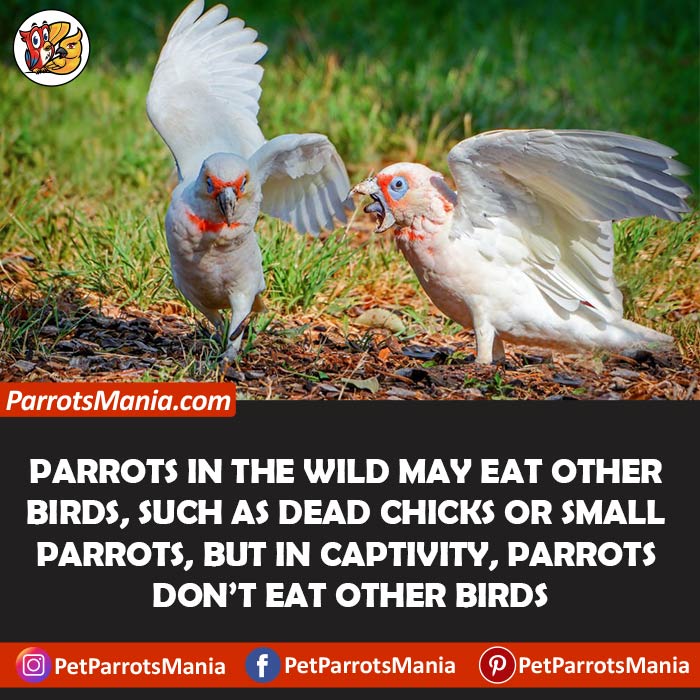 Do Parrots Eat Other Birds