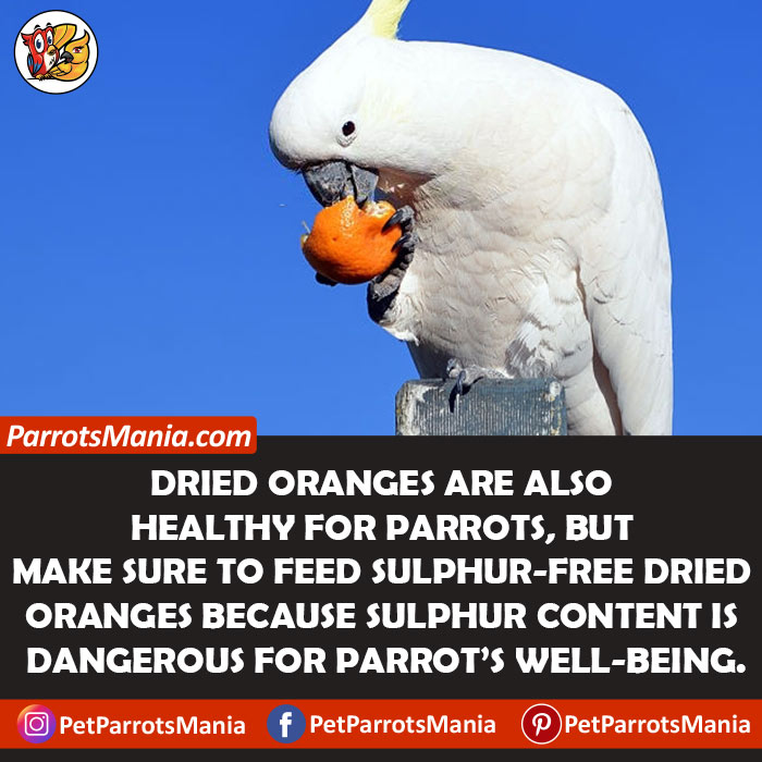 Dried Oranges for parrots