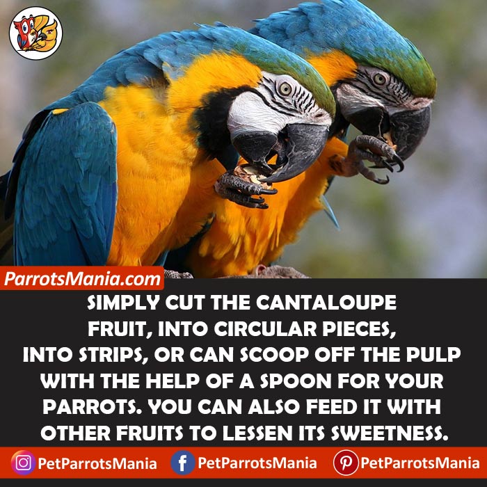 Feed Cantaloupe For Parrots