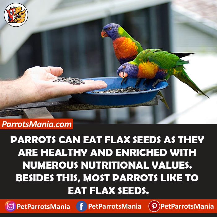 Flax Seeds For Parrots
