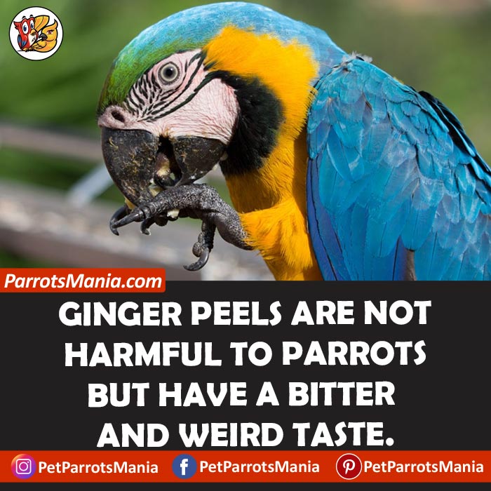 Ginger Peels for parrots