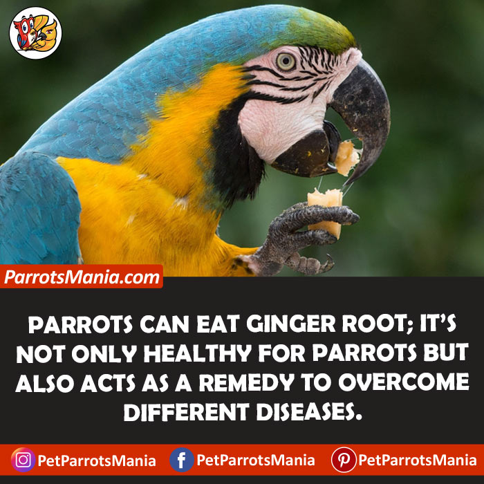 Ginger Root For Parrots