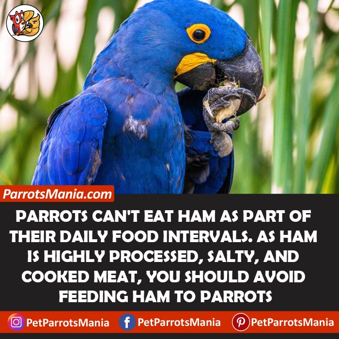 Ham For Parrots