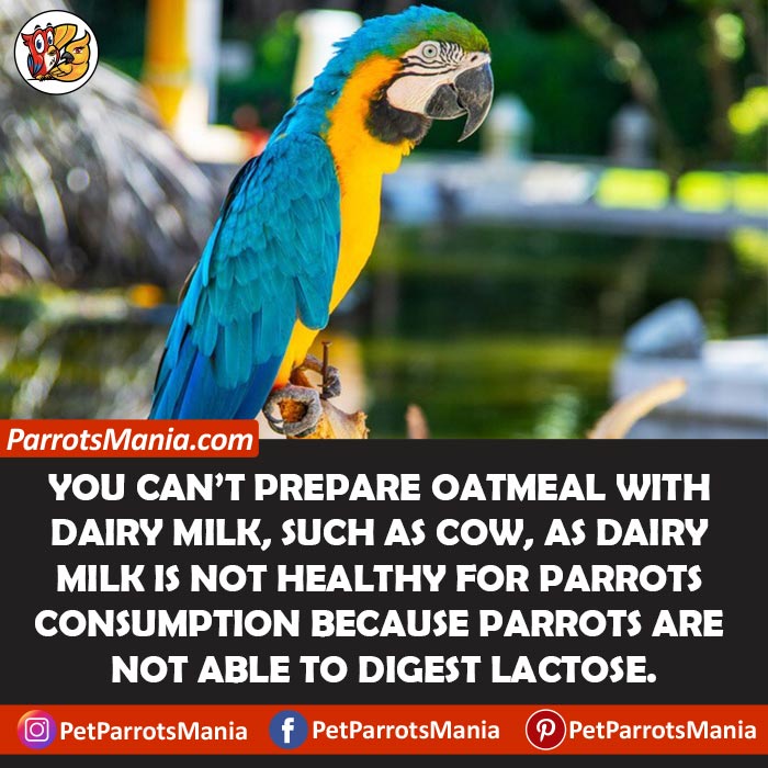 Health Benefits Of Oats And Oatmeal for parrots