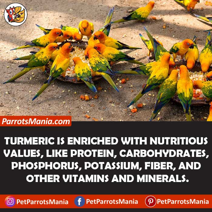 Health Benefits of Turmeric For Parrots