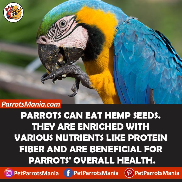 Hemp Seeds For Parrots