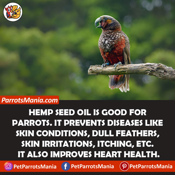 Hemp Seeds Oil For Parrots