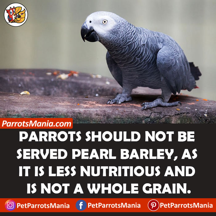 How Often Can Parrots Eat Barley