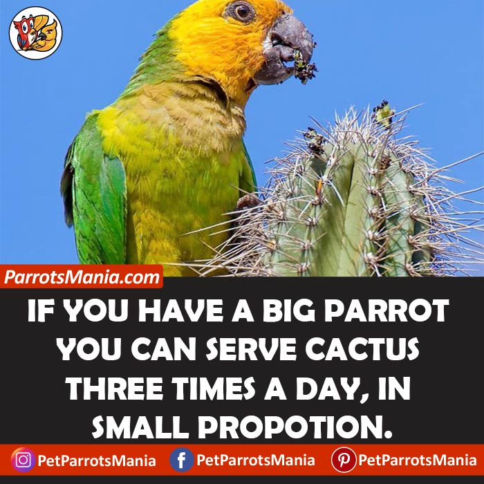 How Often Can Parrots Eat Cactus