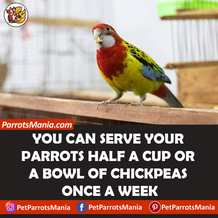 How Often Can Parrots Eat Chickpeas