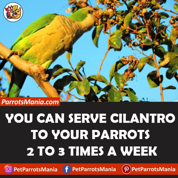 How Often Can Parrots Eat Cilantro