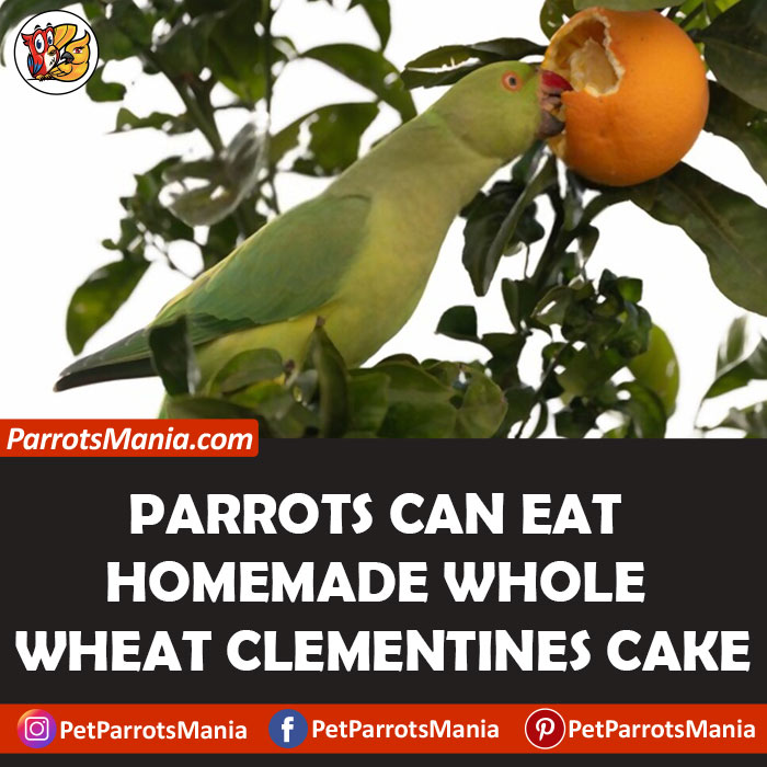 How Often Can Parrots Eat Clementines