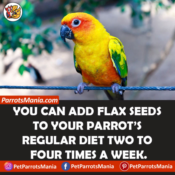How Often Can Parrots Eat Flax Seeds